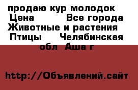 продаю кур молодок. › Цена ­ 320 - Все города Животные и растения » Птицы   . Челябинская обл.,Аша г.